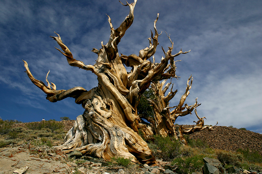 say-hello-to-the-oldest-tree-in-the-world-gallery-vagabondish