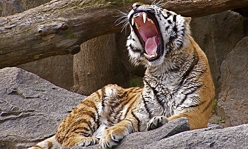 2009-10-05-vb-tiger