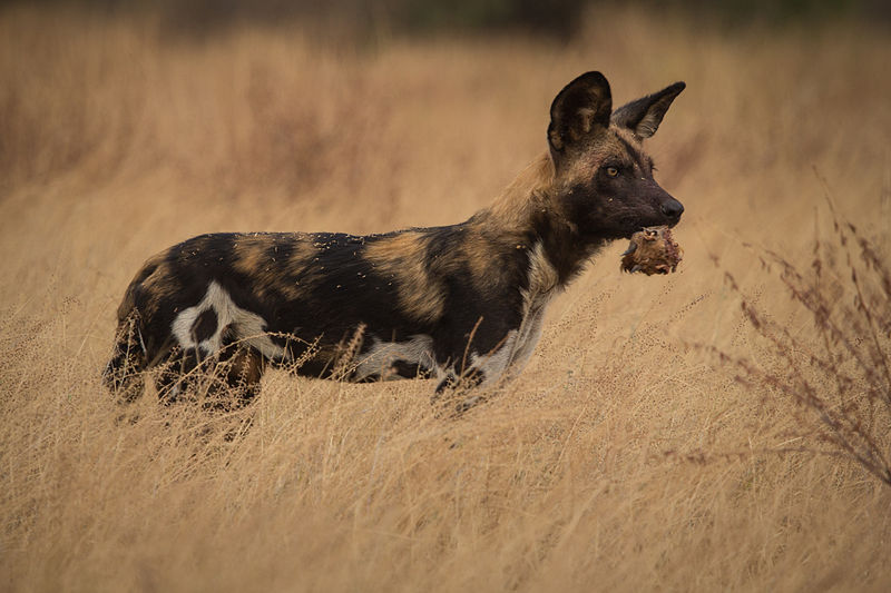 African Wild Dog with a Dik Dik Head, Mkhuze Game Reserve, South Africa