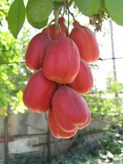 Ackee Fruit, Jamaica