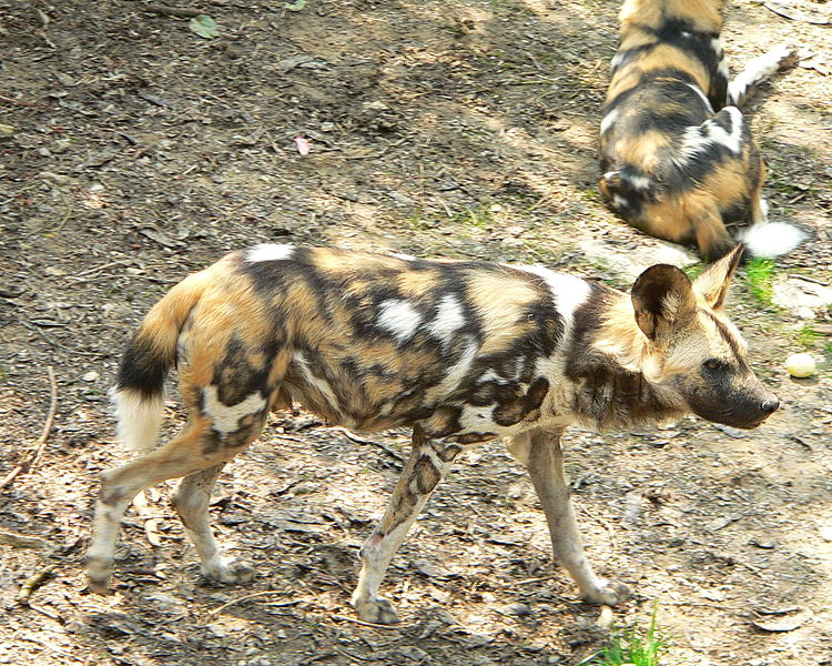 Pair of African Wild Dogs