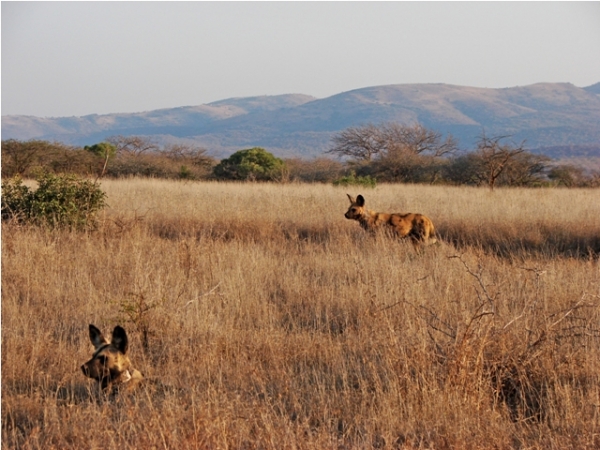African Wild Dogs at Mkhuze Game Reserve, South Africa
