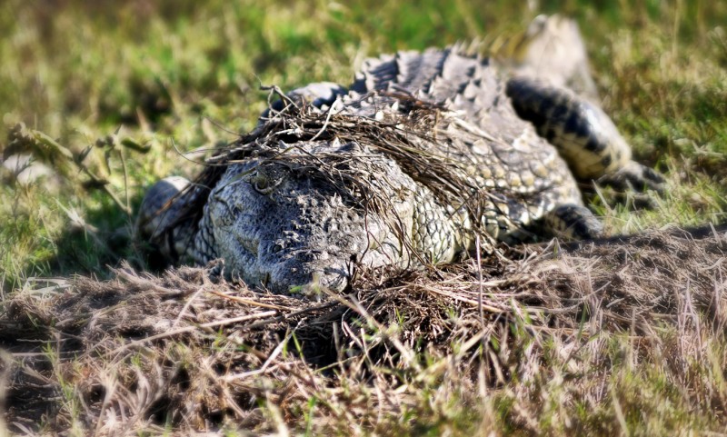 Closeup of an alligator keeping cool on the Chobe River, Botswana