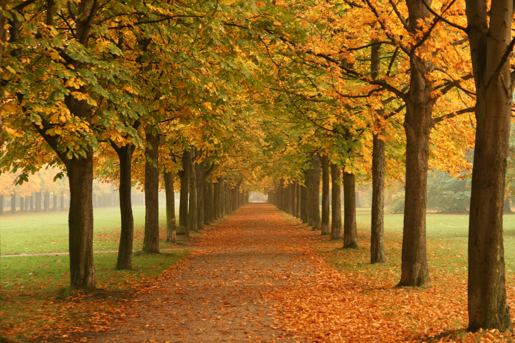 Autumn Leaves in the Park Near Dresden, Germany
