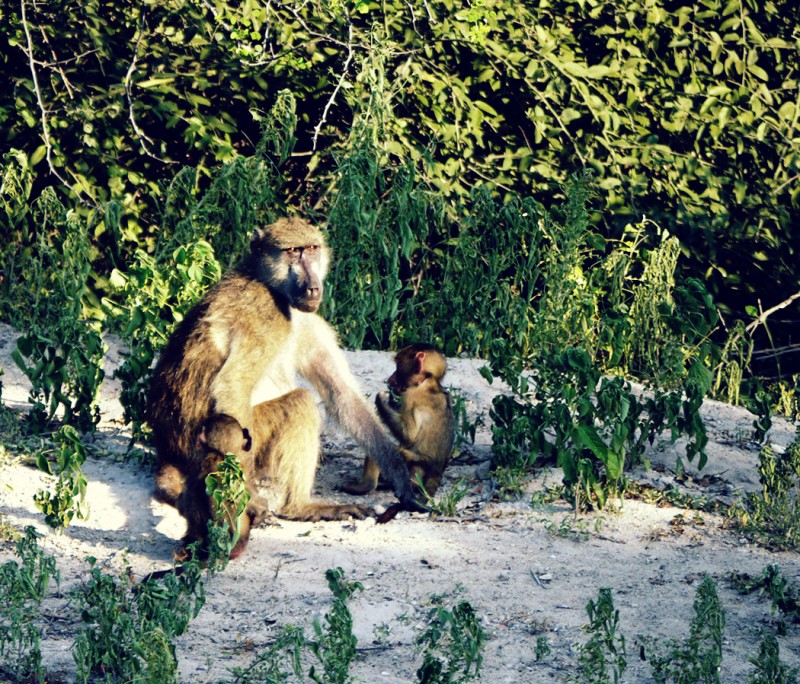 Baboon Mother with Young Baboons Along the Bank of the Chobe River, Botswana