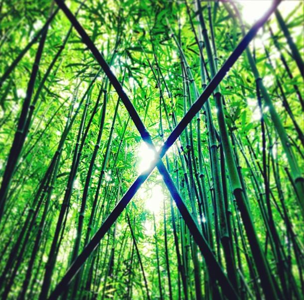 Under the Bamboo Canopy of Oahu's Rainforest, Hawaii