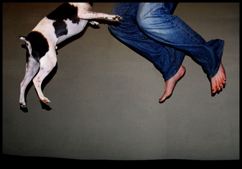 Dog and man jumping on bed