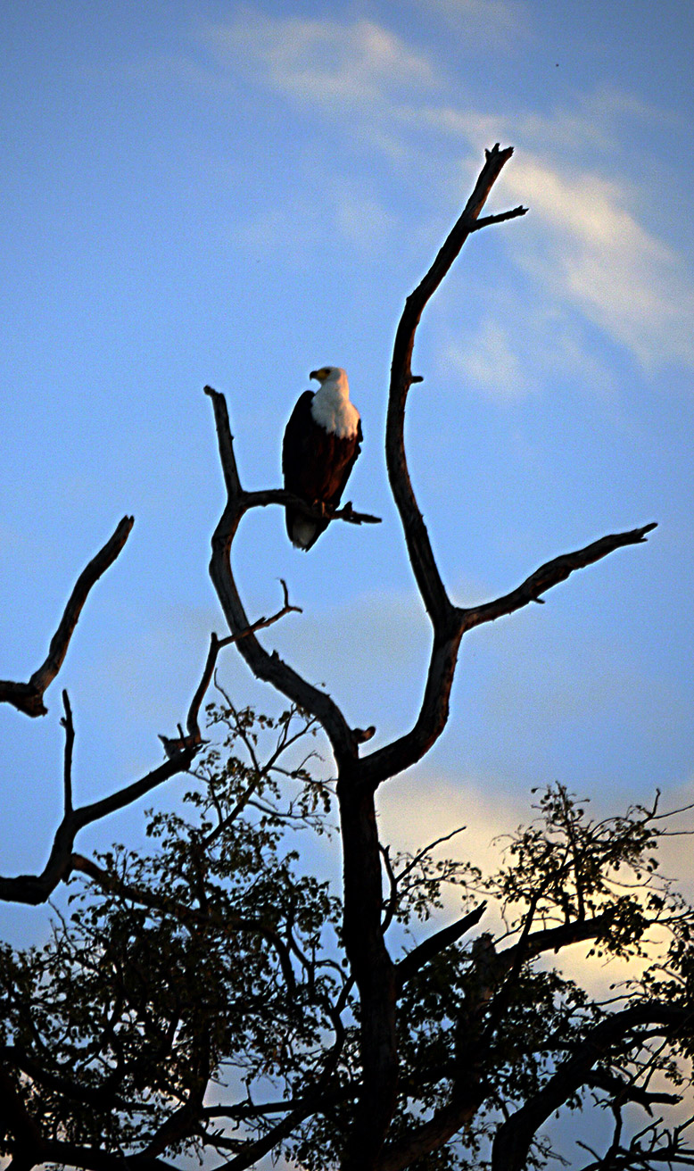 African Fish Eagle waiting in a tree along the Chobe River, Botswana