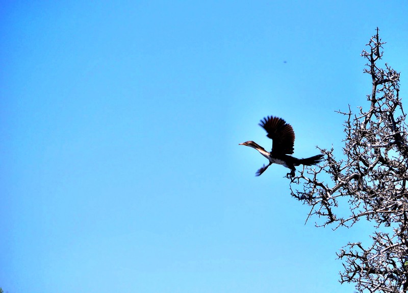 Bird launching from tree in Chobe National Park, Botswana