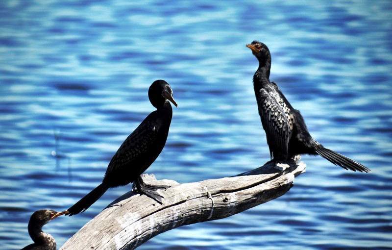 Birds along the Chobe River in Botswana