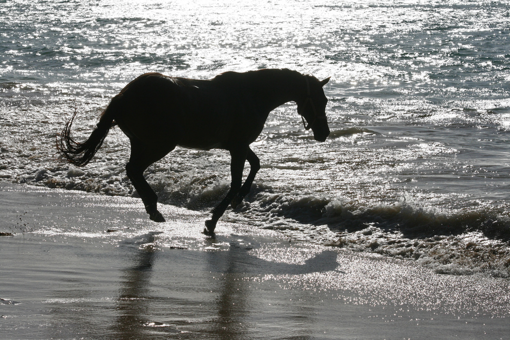 Black Horse of Buccoo Beach, Tobago