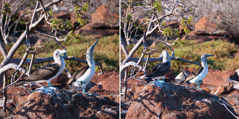 Mating Ritual of the Blue Footed Boobie, Galapagos Islands, Ecuador