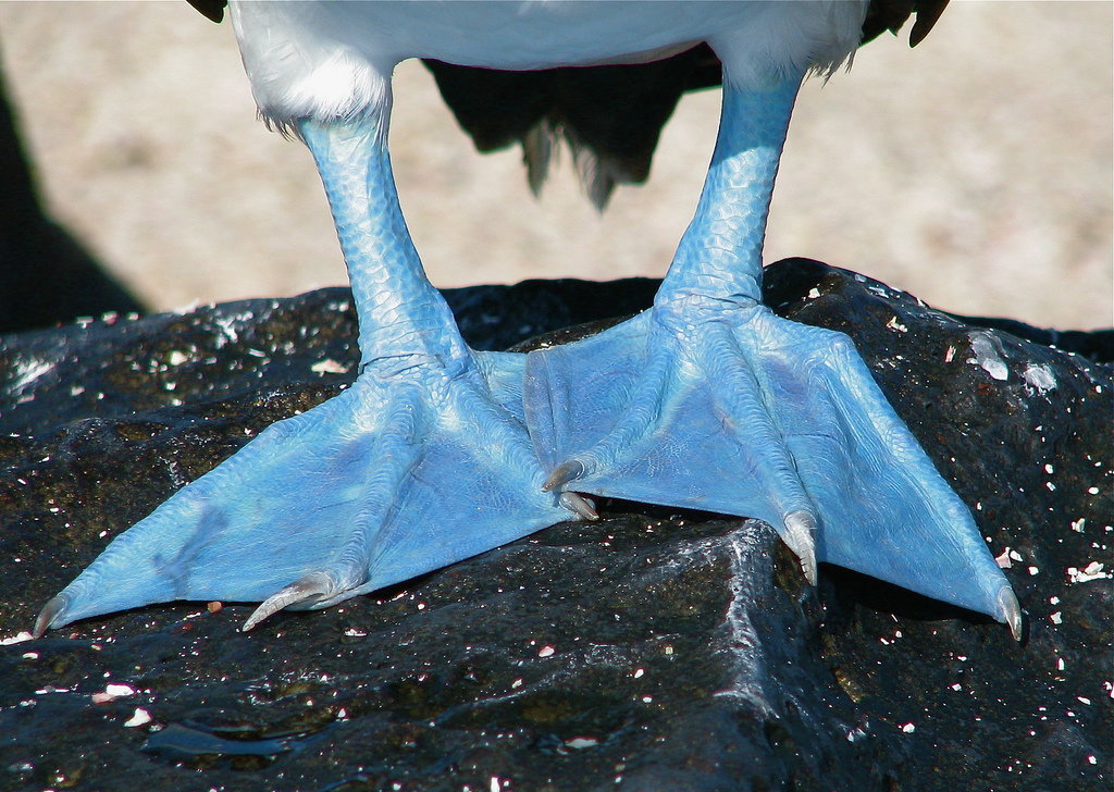 Blue-footed Booby Feet, Galapagos, Ecuador