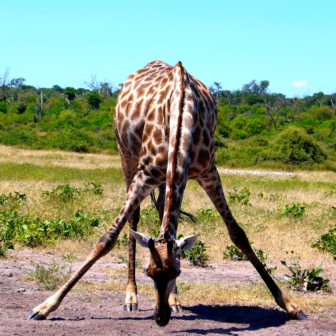 Bow-legged giraffe bending down in Chobe National Park, Botswana