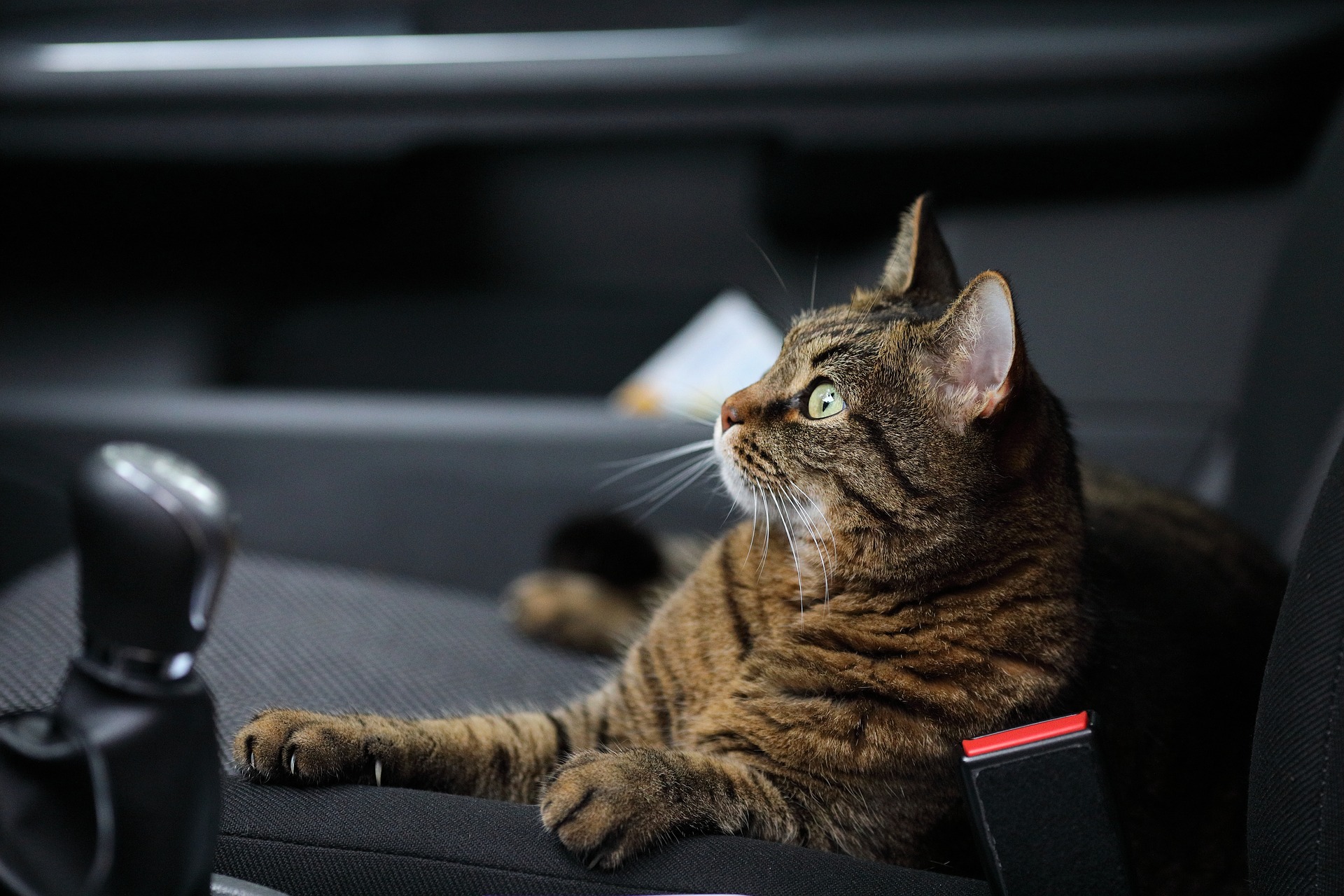 travel with a kitten by car