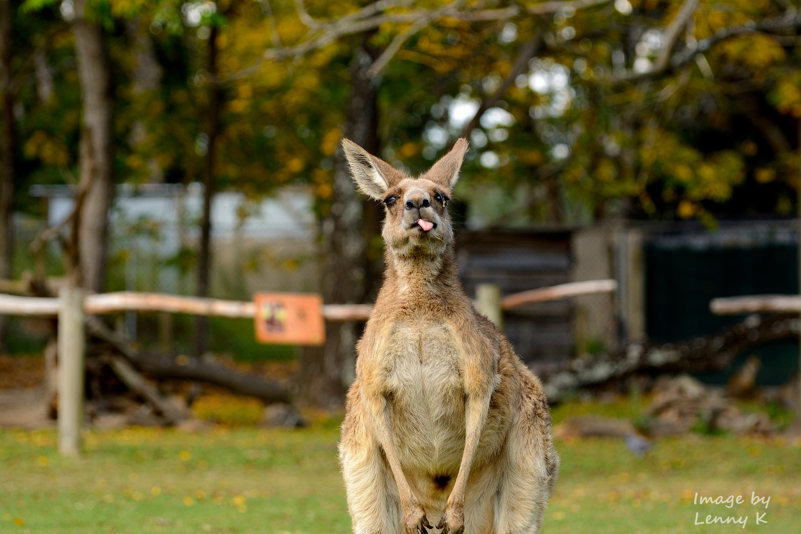 Cheeky Kangaroo Being Cheeky, Brisbane, Australia