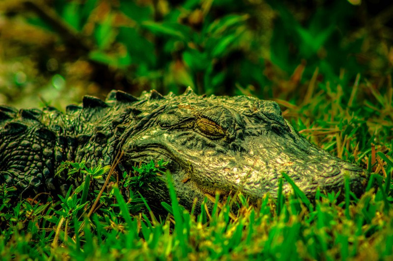 Closeup of an Alligator in the Florida Everglades