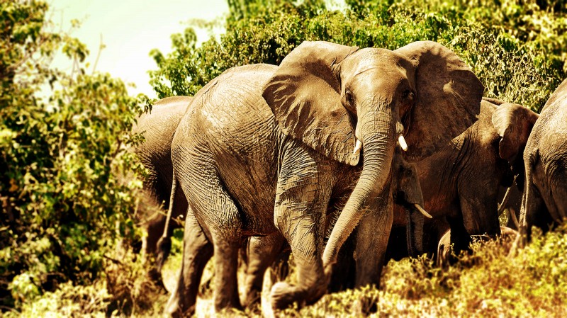 Elephants Along the bank of the Chobe River, Botswana