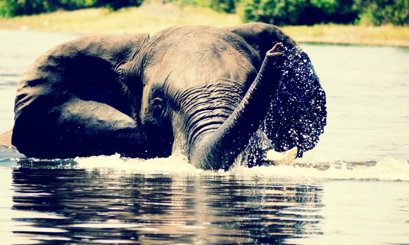 Elephant Snorkeling in the Water of the Chobe River, Botswana
