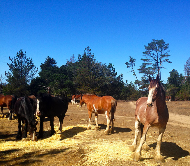 Clydesdale Horses at Cambria Pines by the Sea Ranch, California