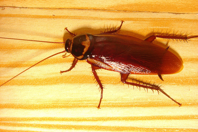 Cockroach (closeup)