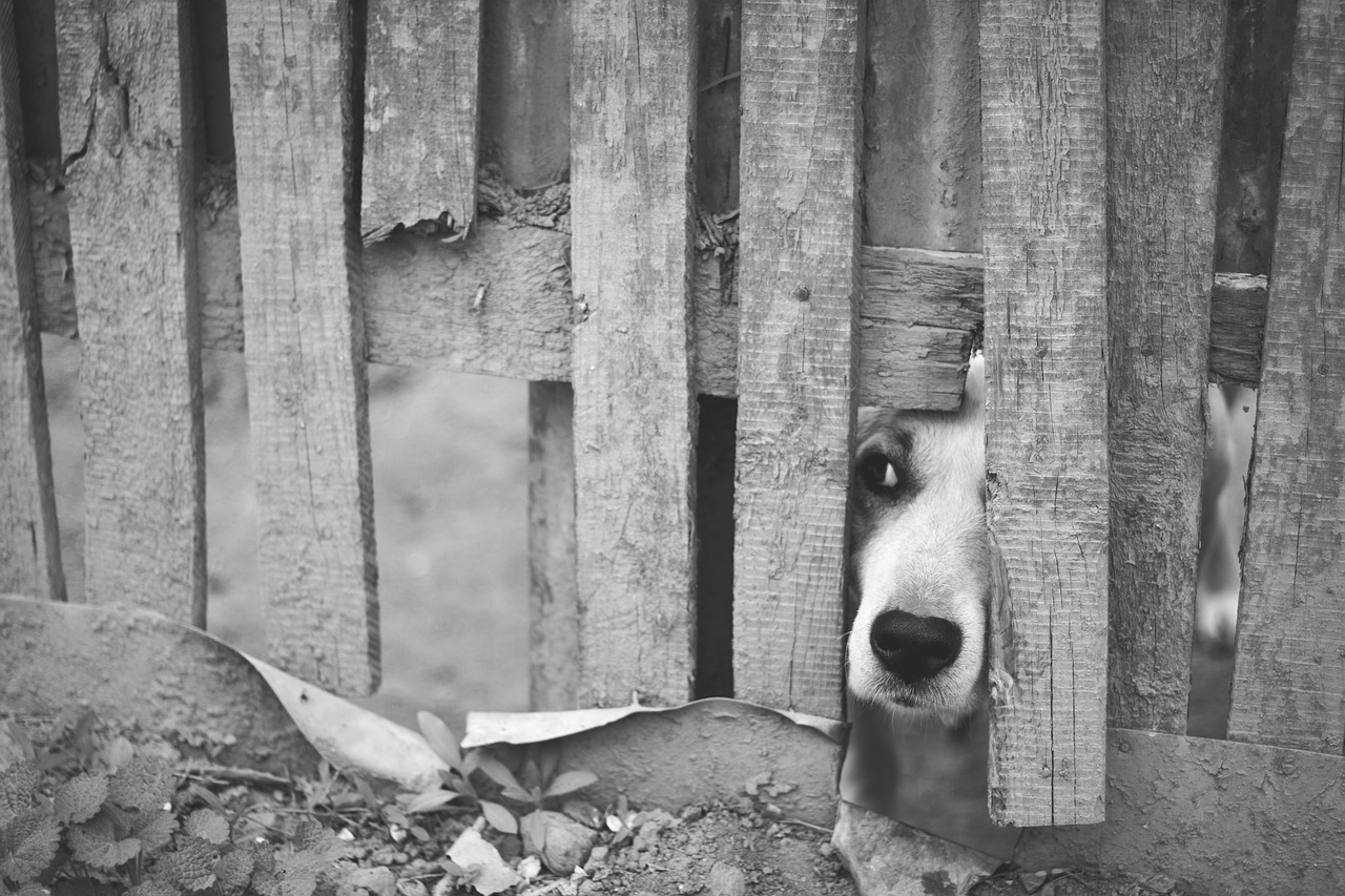 Dog with his nose through a fence