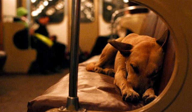 Sleeping Dog on Subway Train in Moscow, Russia