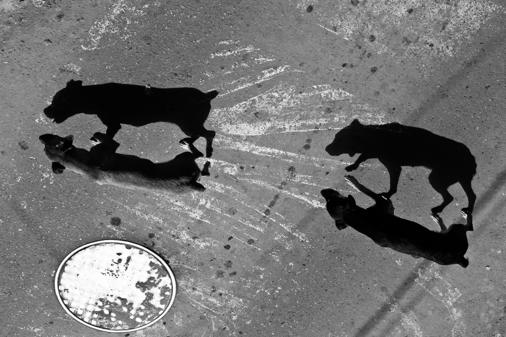 Two dogs in silhouette in Bolivia, South America