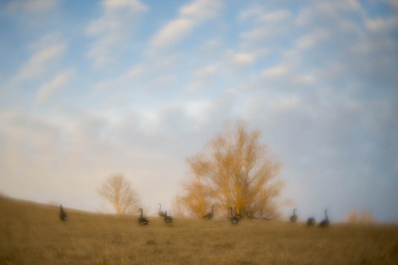 Ducks in a field (shot with Lensbaby's Velvet 56 lens)