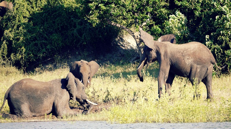 dumbo-elephant-chobe-river-botswana-africa