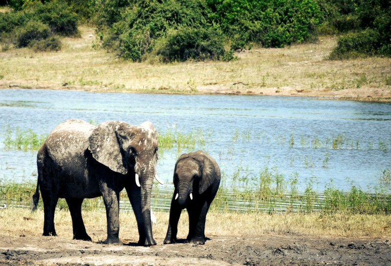 elephant-mother-calf-chobe-river-botswana-africa