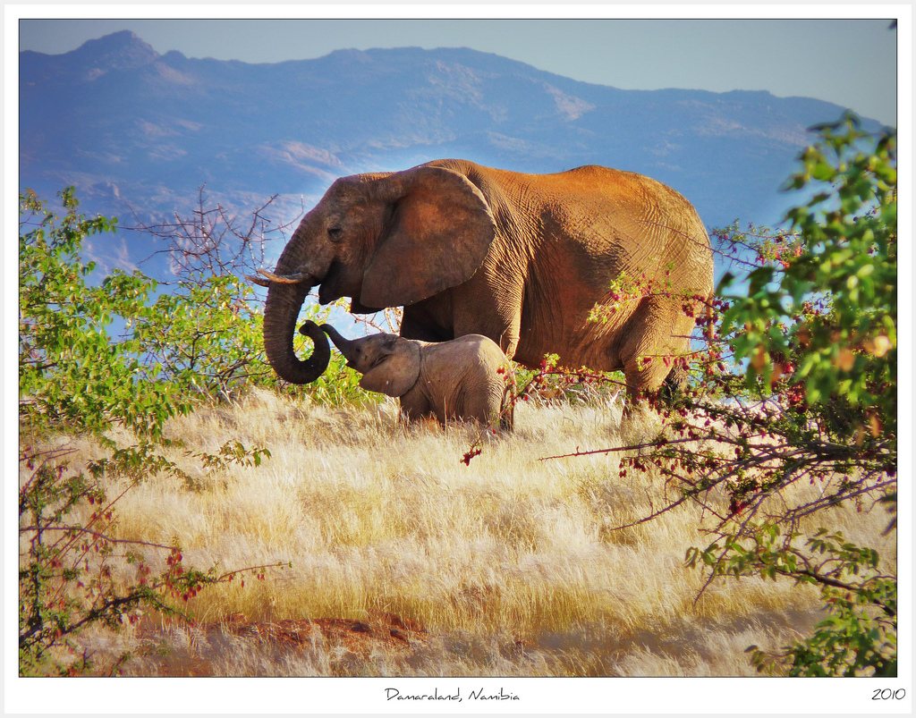 Elephant Mother & Calf, Damaraland Namibia