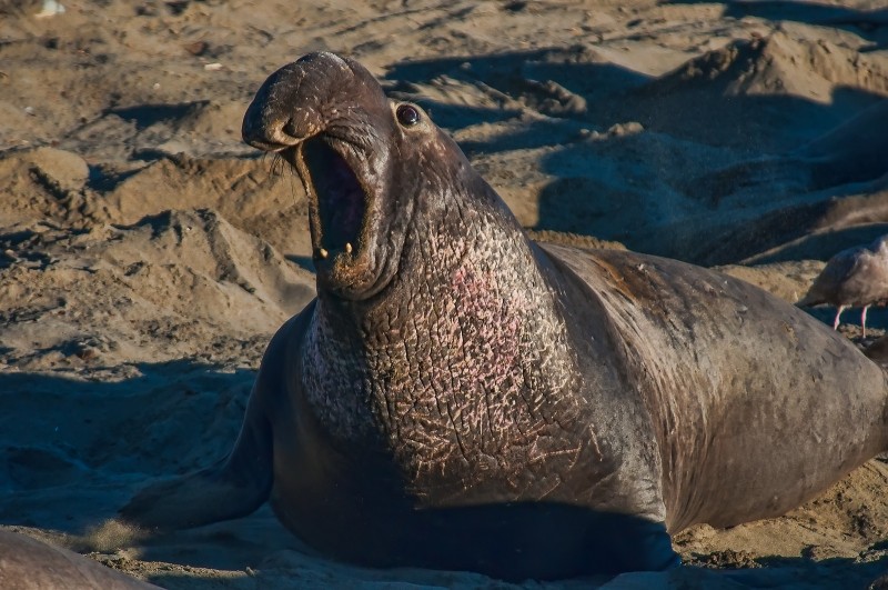 Elephant Seal Male at Elephant Seal Rookery in Piedras Blancas, California