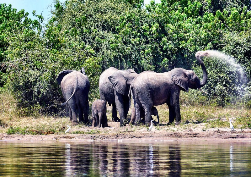 elephants-by-chobe-river-botswana-africa