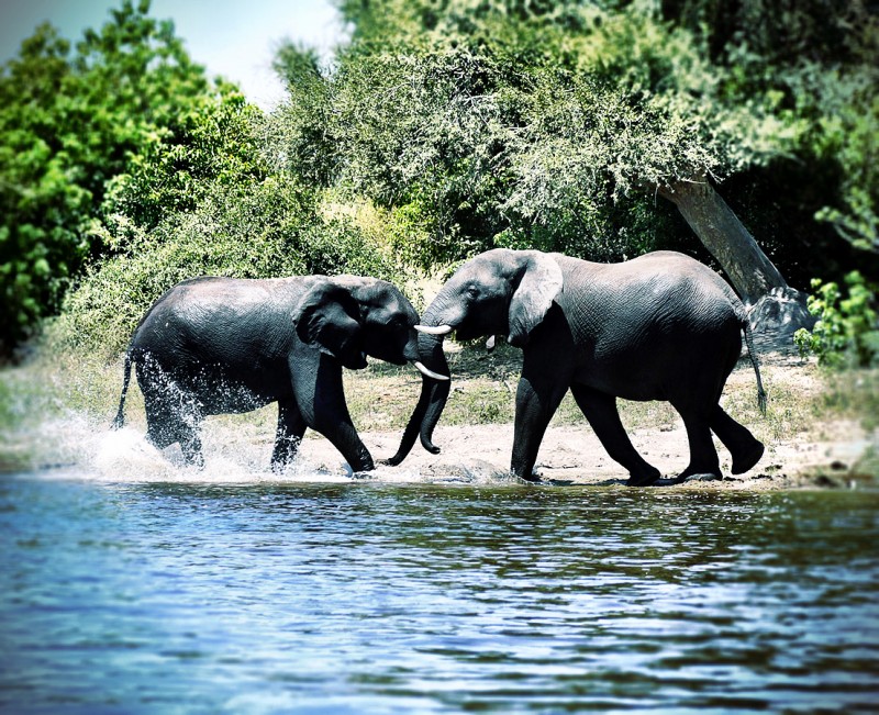 Two male elephants Sparring on the Bank of the Chobe River, Botswana, Africa
