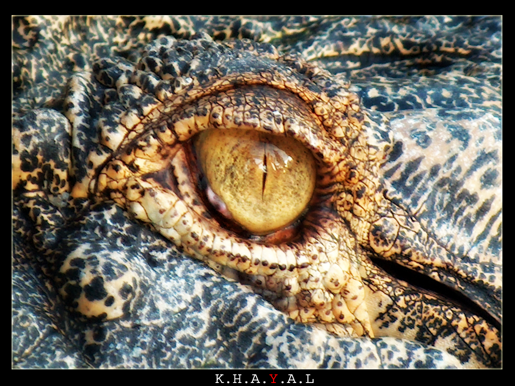 Crocodile eye (closeup) in Kuala Lumpur, Malaysia