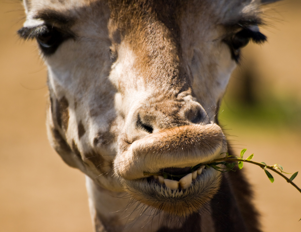 Giraffe Eating Leaves at London Zoo (closeup)