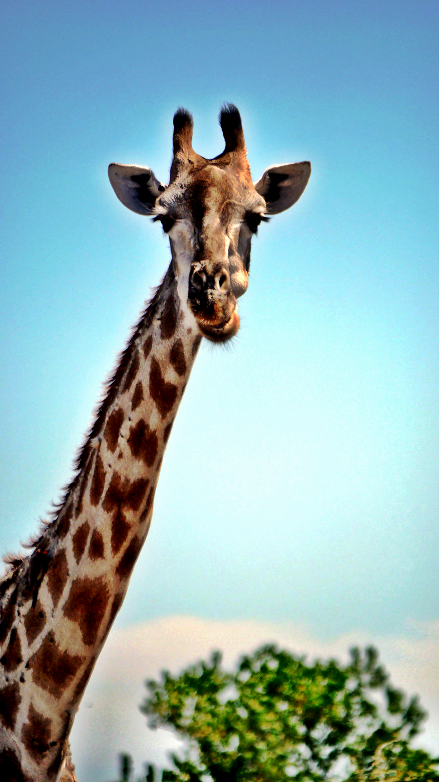 Giraffe standing tall in Chobe National Park, Botswana