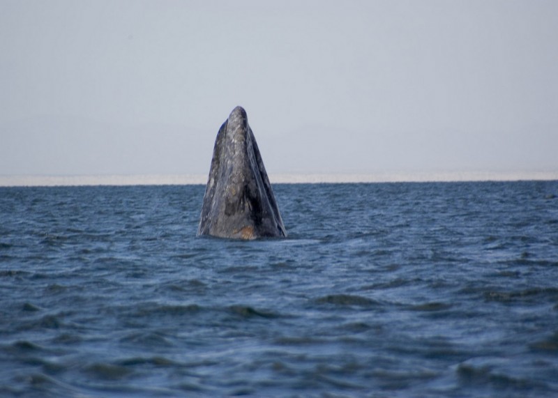 Gray Whale Looking Around