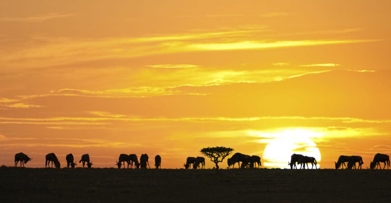 Sunset in Tanzania During Great Migration