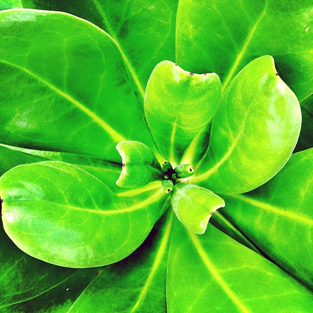 Closeup of a green plant (taken in Wai'anapanapa State Park, Maui)