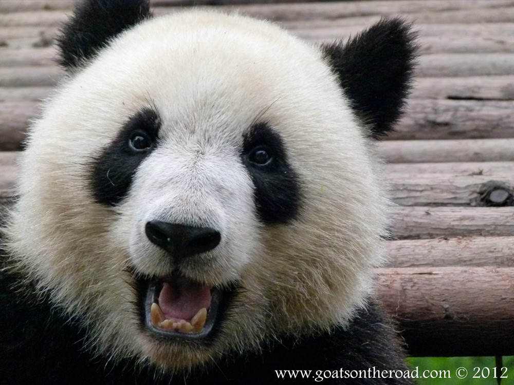 One Happy Panda in Chengdu, China