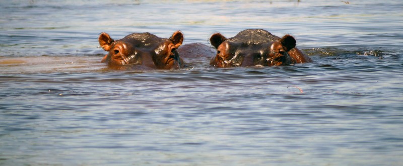 Hippos waiting to strike in the Chobe River, Botswana