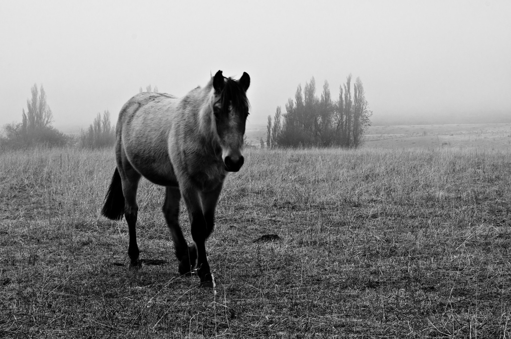 Horse in field in Aysen, Chile (Patagonia)