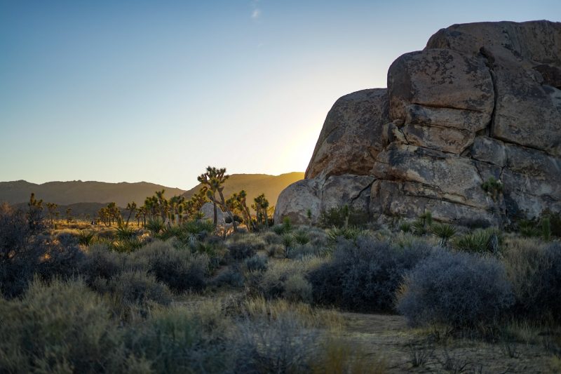 Joshua Tree National Park, California