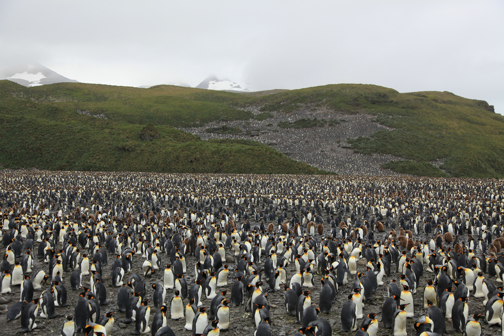 200,000 King Penguins on South Georgia Island