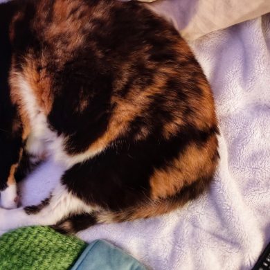 Lizzi the calico cat asleep on the bed in our travel trailer