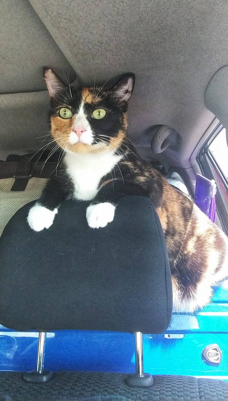 How to Travel with a Cat in a Car Long Distance (with a Litter Box)