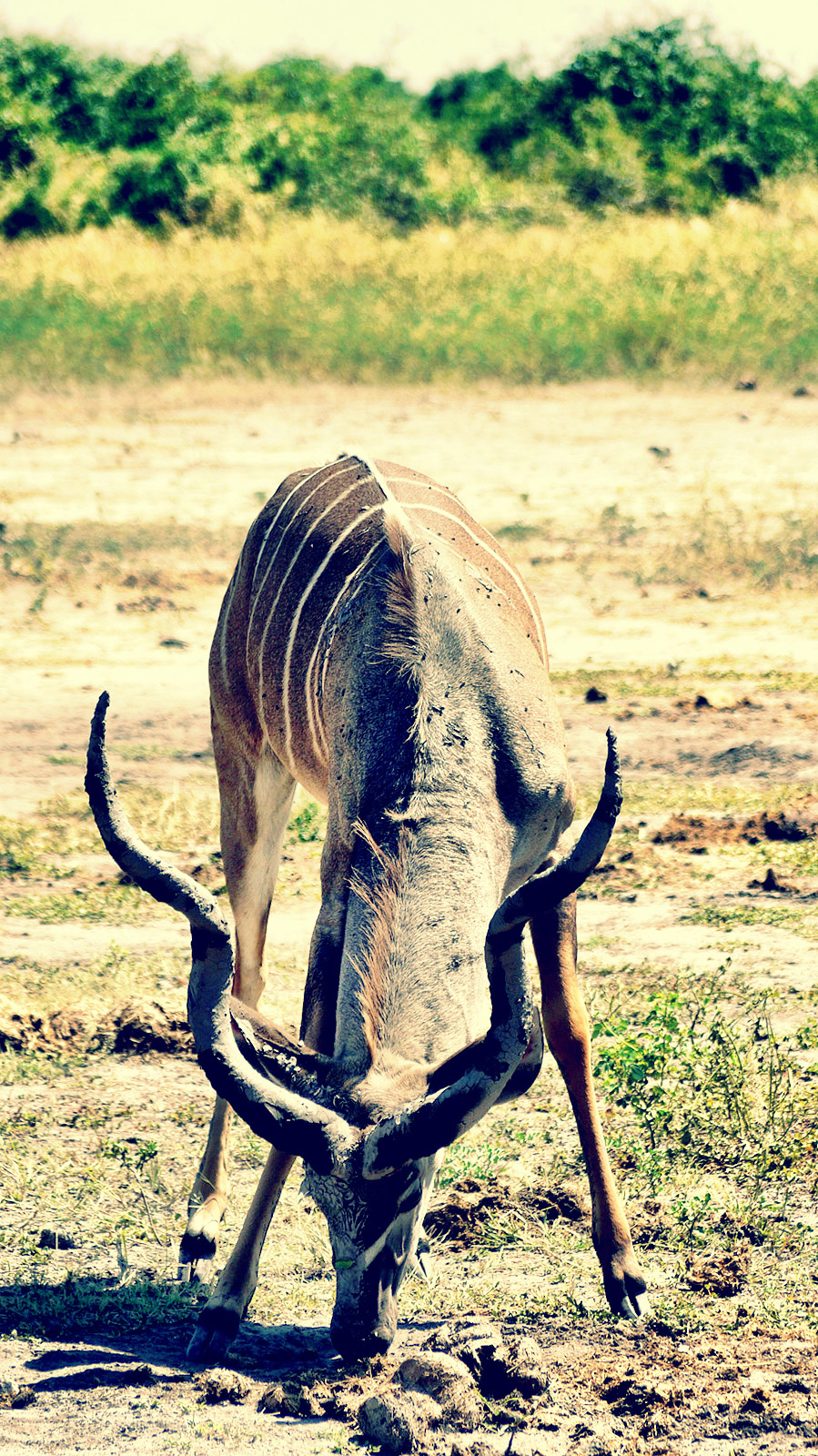 Male kudu bending to drink in Chobe National Park, Botswana