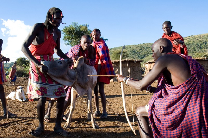Maasai Cow Blood Demonstration, East Africa